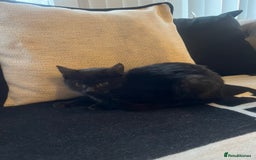 Bombay cats for sale: ragdoll mix (last of litter) 🐾 - Advert 4