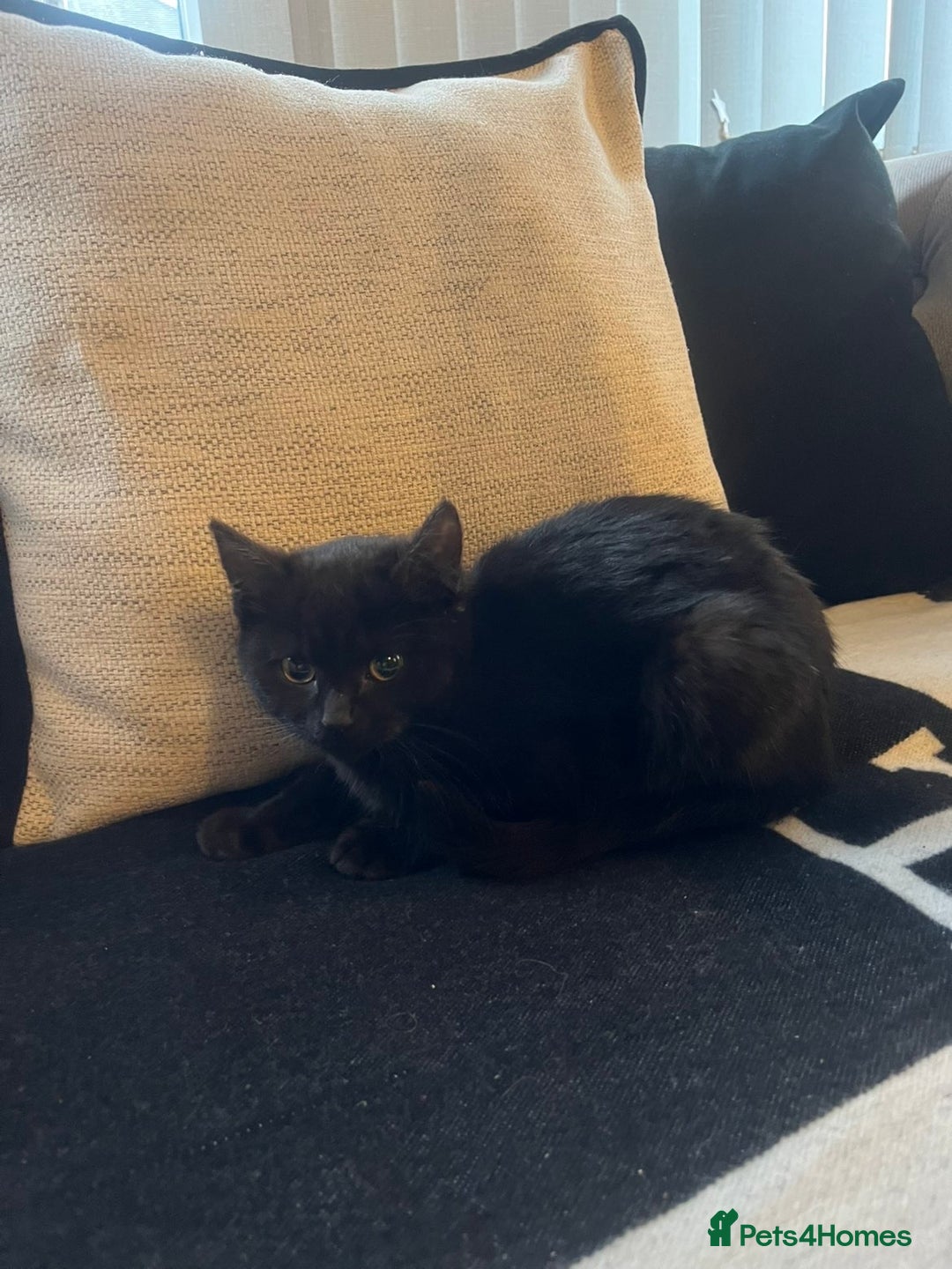 Bombay cats for sale: ragdoll mix (last of litter) 🐾 - Advert 4