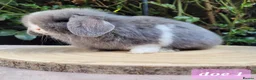 Mini Lop rabbits for sale: Pure bred mini lops.  in Shaftesbury - Advert 6