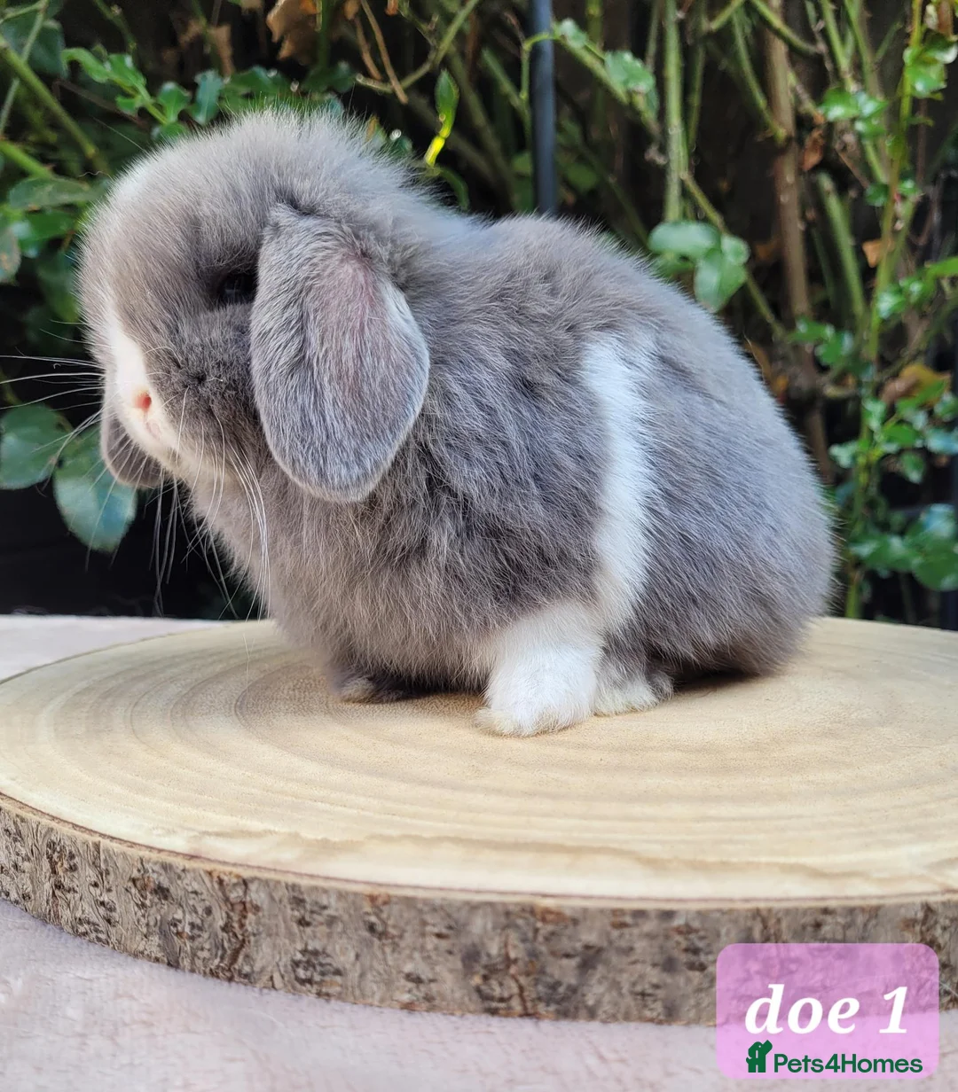 Mini Lop rabbits for sale: Pure bred mini lops.  in Shaftesbury - Advert 6