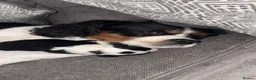 Mixed Breed dogs for sale: CavaCollie Puppy in Sale - Advert 5