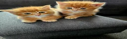 Mixed Breed cats for sale: Three beautiful kittens for sale - Advert 9
