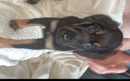 Mixed Breed dogs for sale: Cocker spaniel German Shepherd - Image 2
