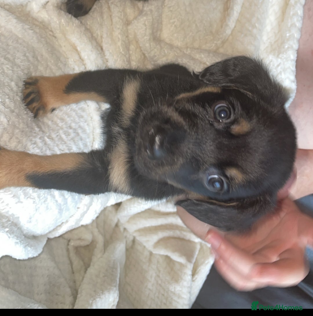 Mixed Breed dogs for sale: Cocker spaniel German Shepherd - Image 2