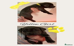 Cane Corso dogs for sale: 💎STUNNING Cane corso puppies 💎 - Image 8