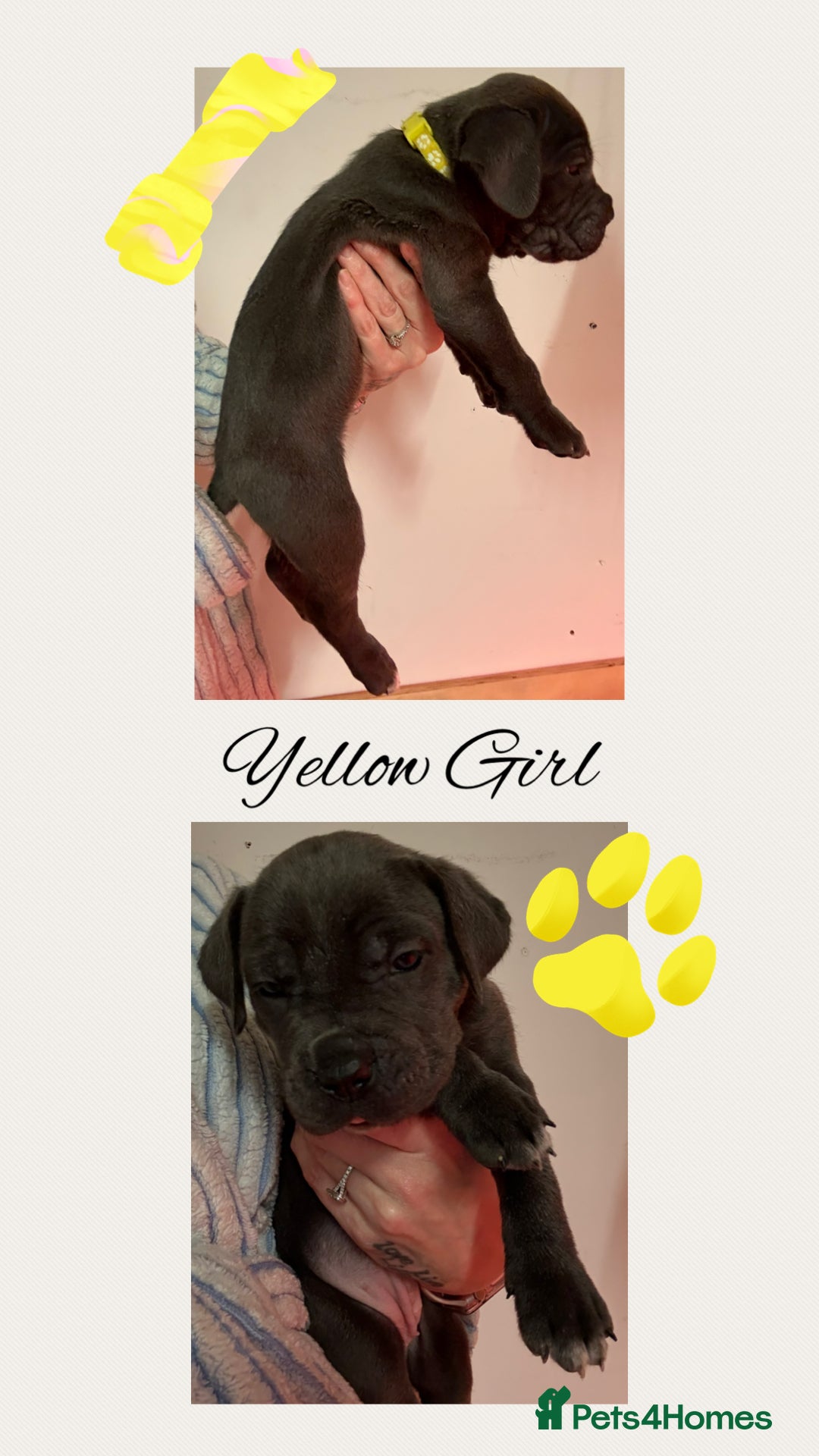 Cane Corso dogs for sale: 💎STUNNING Cane corso puppies 💎 - Image 8