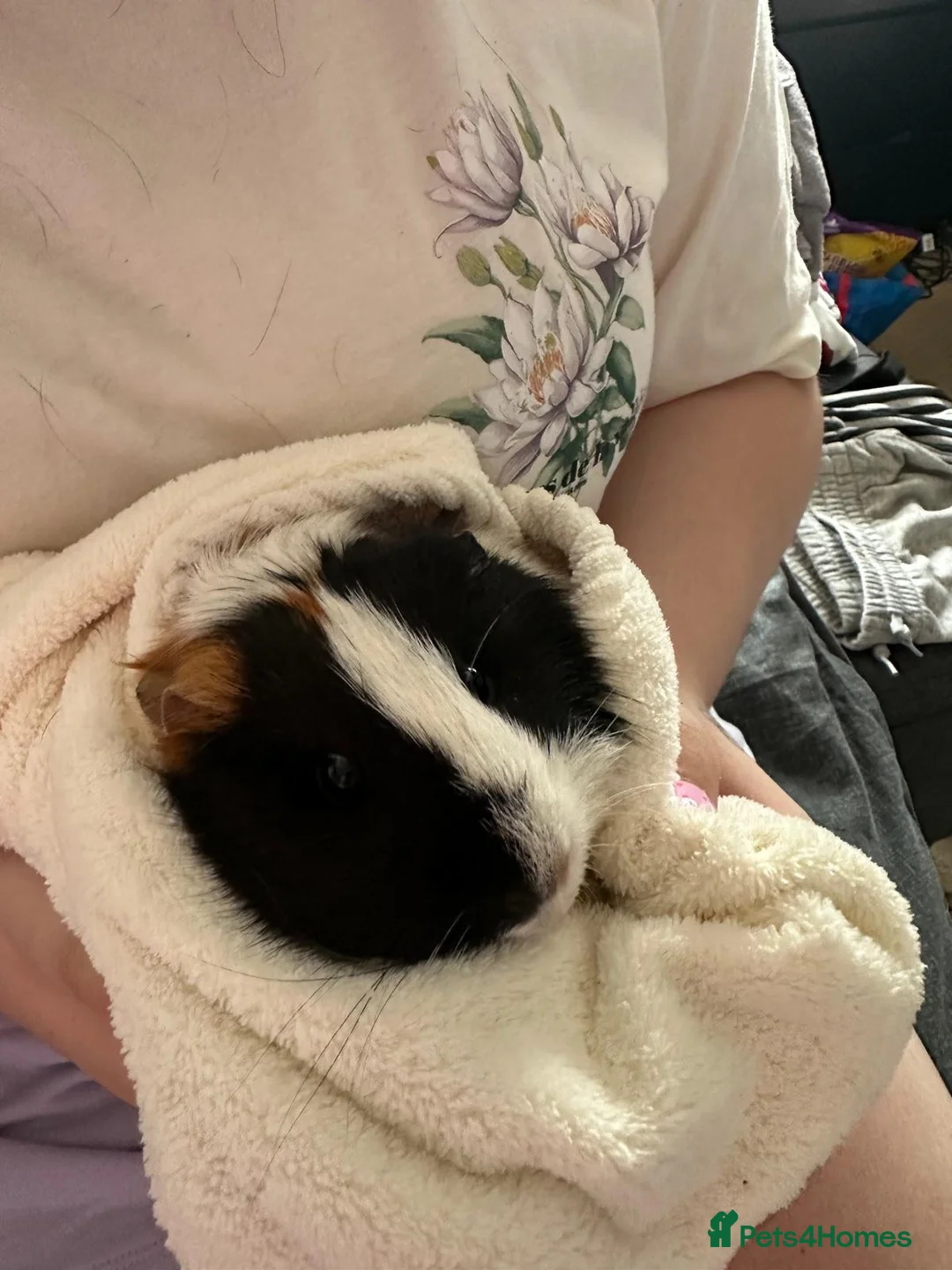 Guinea Pig rodents for sale: 2 1yr old sows in Romford - Advert 4