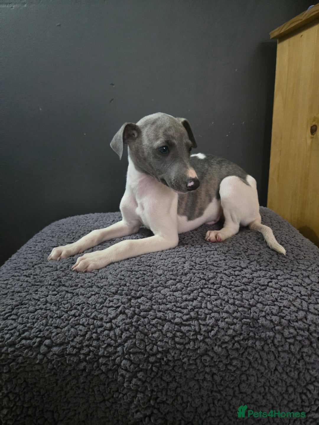 Whippet dogs for sale: ✅️ Ready to leave - KC whippets 🧡 - Image 18