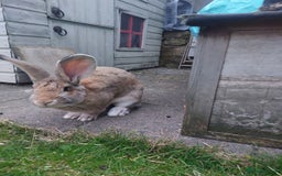 Continental Giant rabbits for sale: Baby Continental giants - Image 13