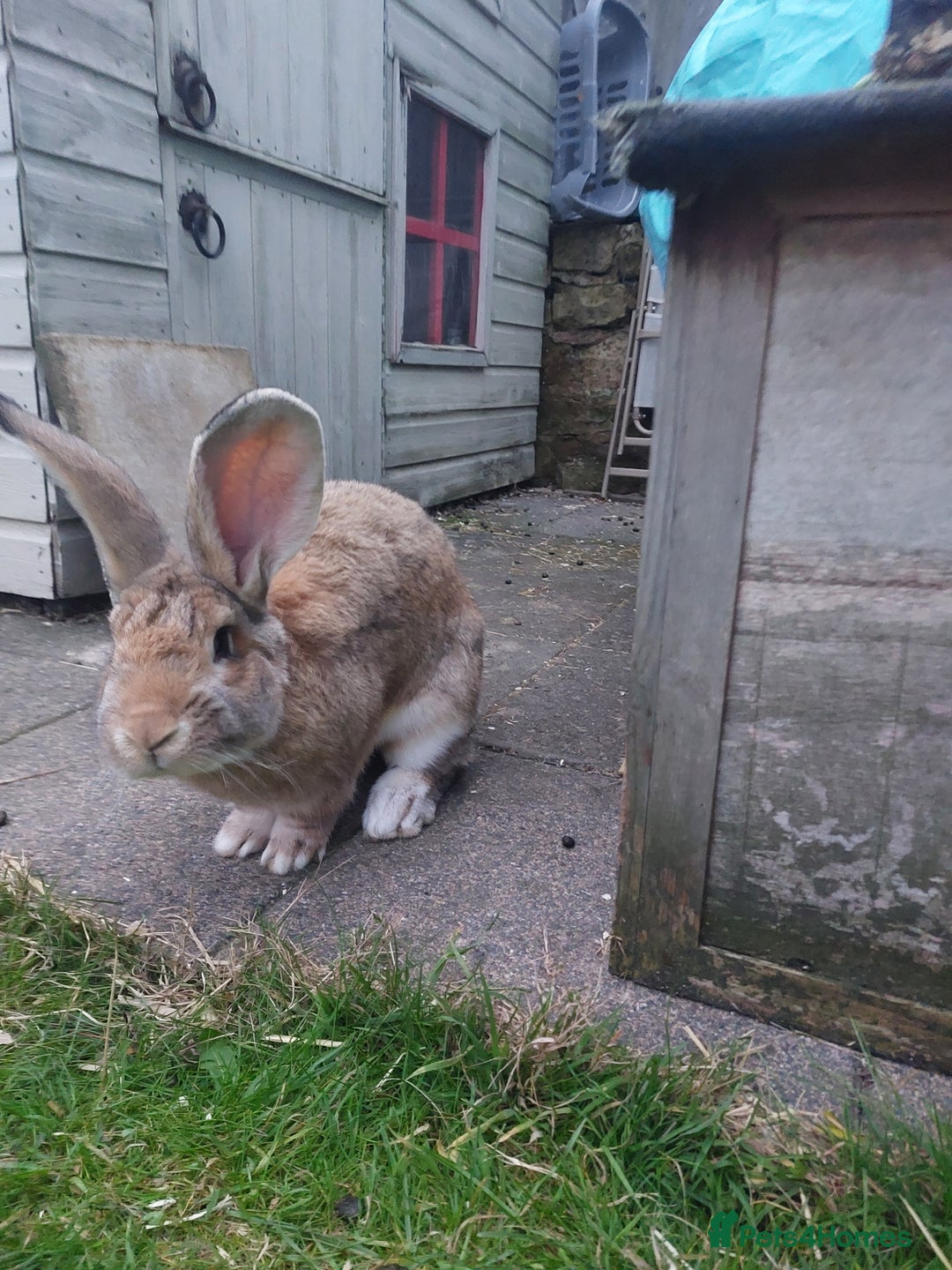 Continental Giant rabbits for sale: Baby Continental giants - Image 13