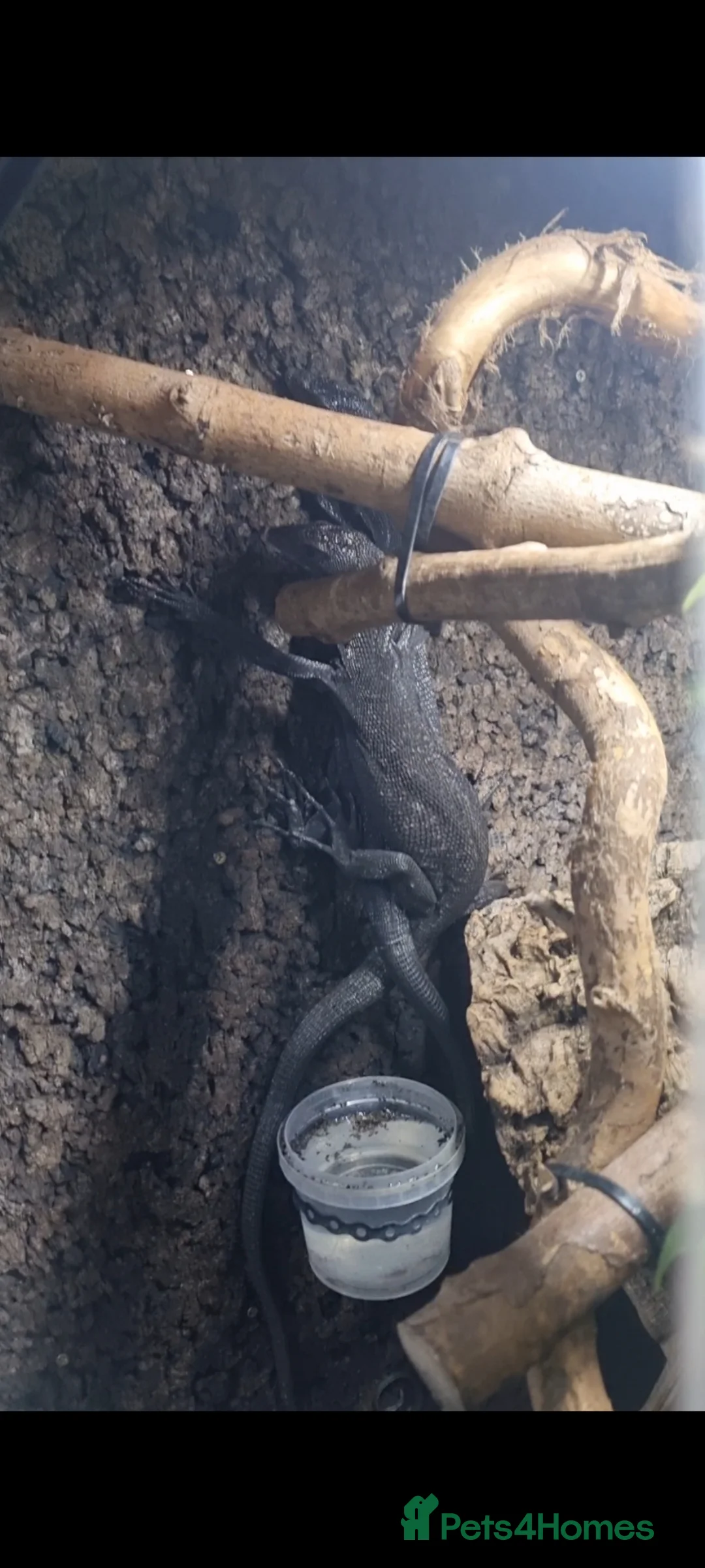 Monitor reptiles for sale: Black tree monitor. Varanus beccarii  - Advert 2
