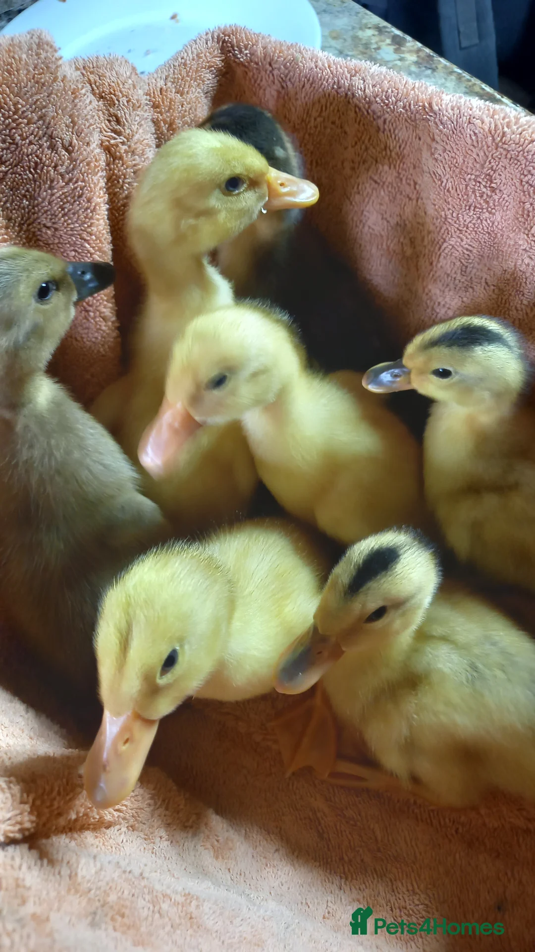 Ducks poultry for sale: Mixed Ducklings for Sale - Advert 2