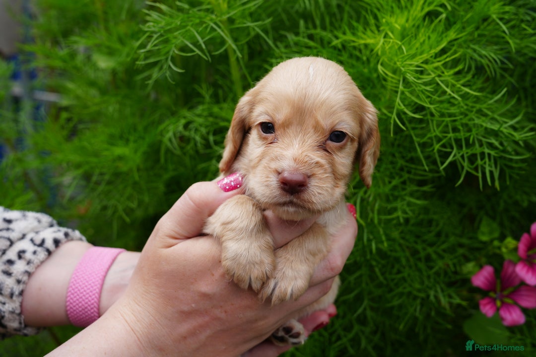 Cocker Spaniel dogs for sale: 4 male KC working cocker spaniel puppies - Image 5
