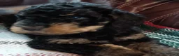 Labradoodle dogs for sale: Stunning F2 Labradoodle pups... Available soon - Advert 7