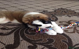 Saint Bernard dogs for sale: “Meet my adorable puppies - Ready for New Homes! ” - Image 6