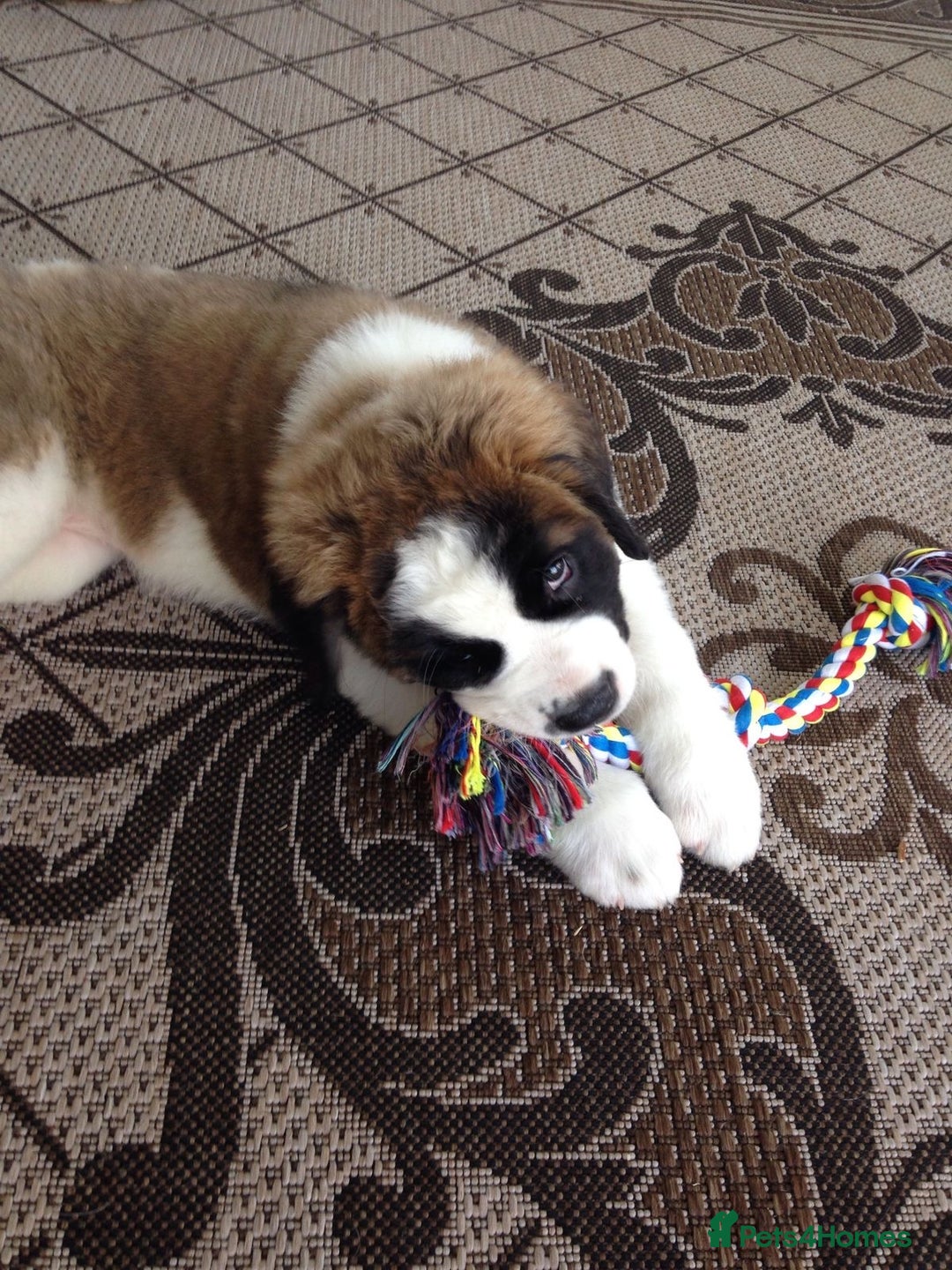 Saint Bernard dogs for sale: “Meet my adorable puppies - Ready for New Homes! ” - Image 6