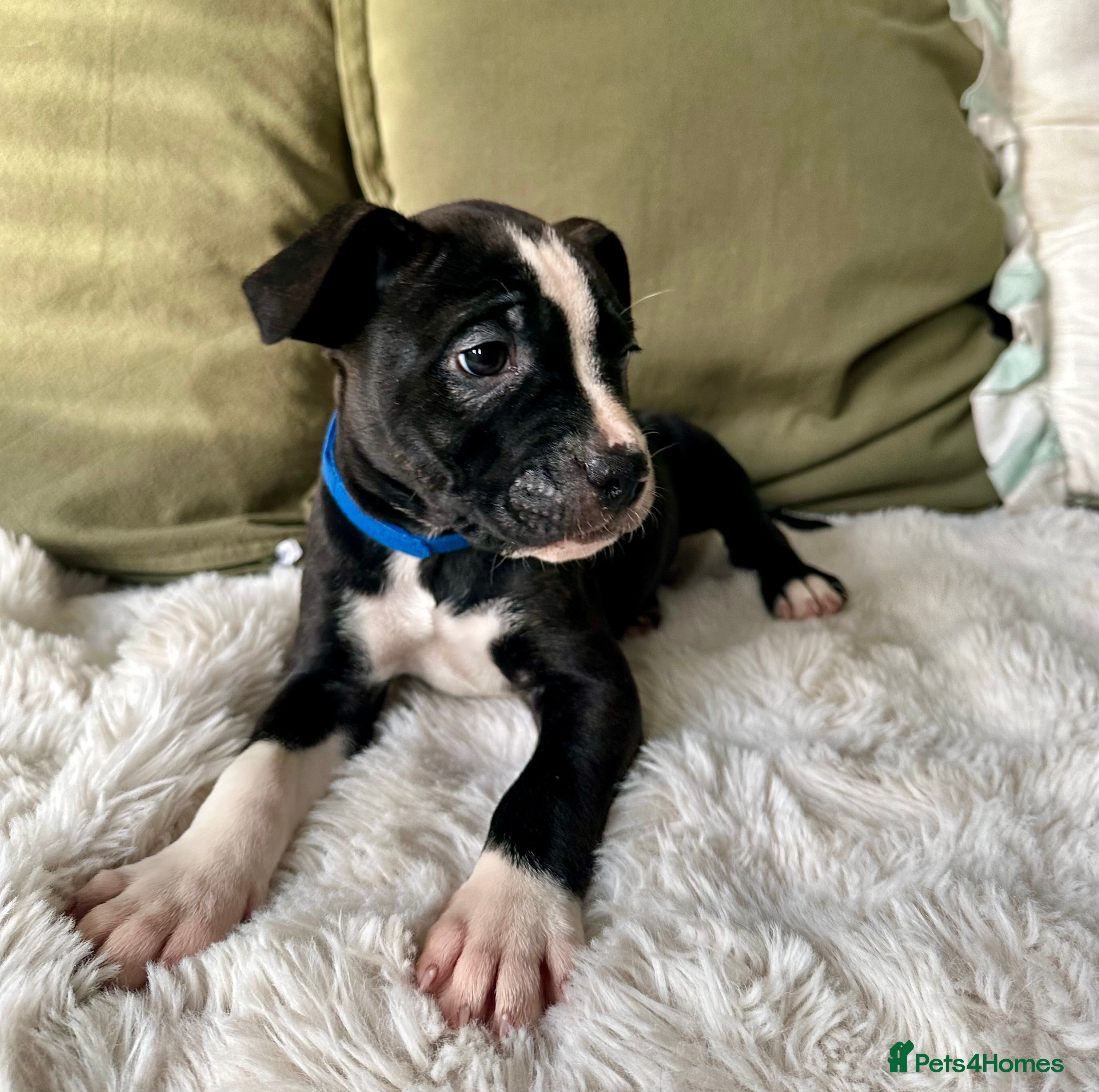 Mixed Breed dogs AVAILABLE NOW Olde English Bulldogge/Staffy Collie - Advert 3