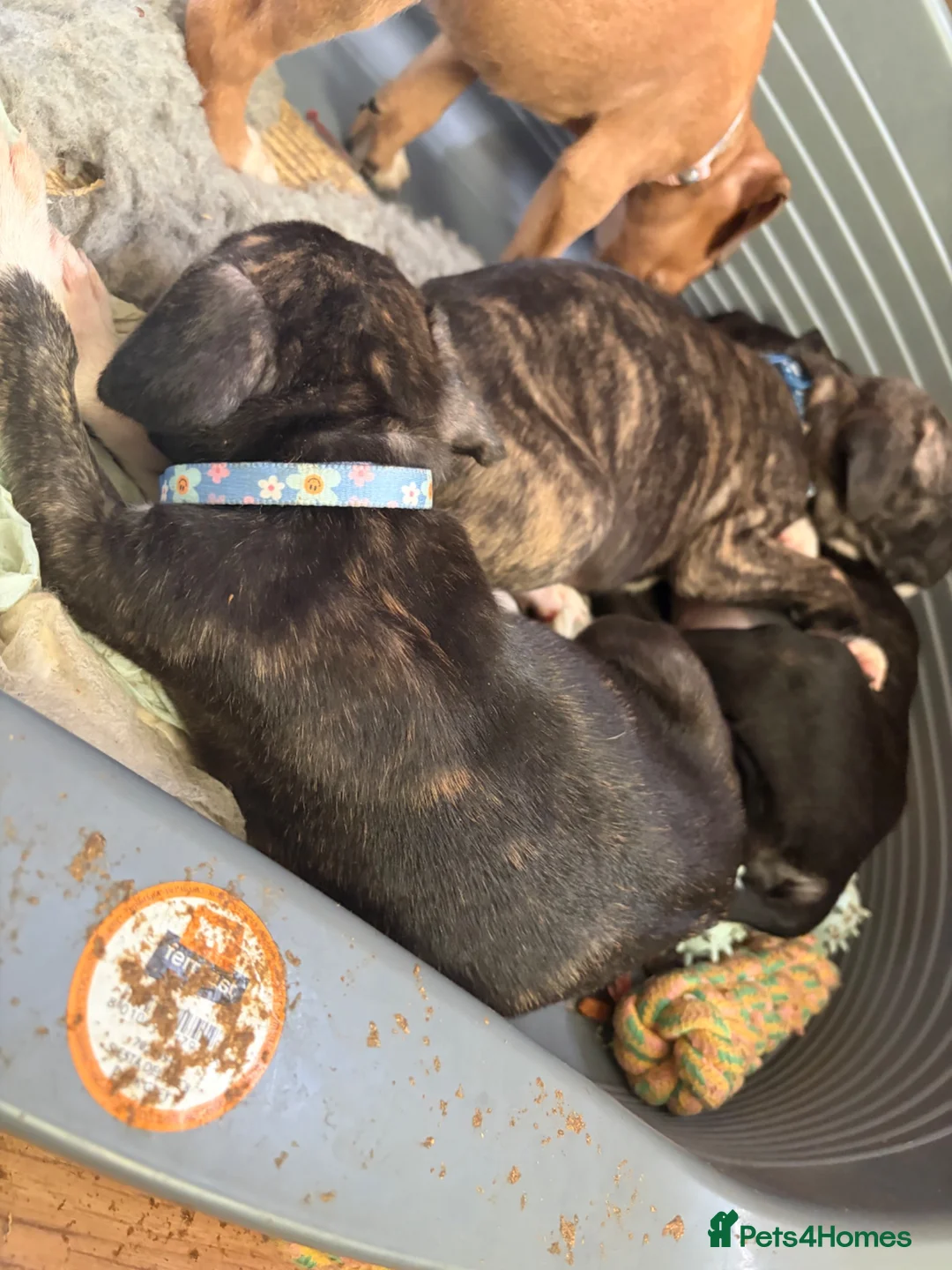 Mixed Breed dogs for sale: Presa Canario × Staffordshire Bull Terrier Puppies in Wrexham - Advert 40