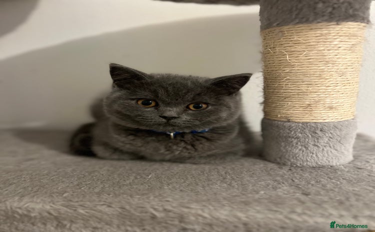British Shorthair cats - Advert 4