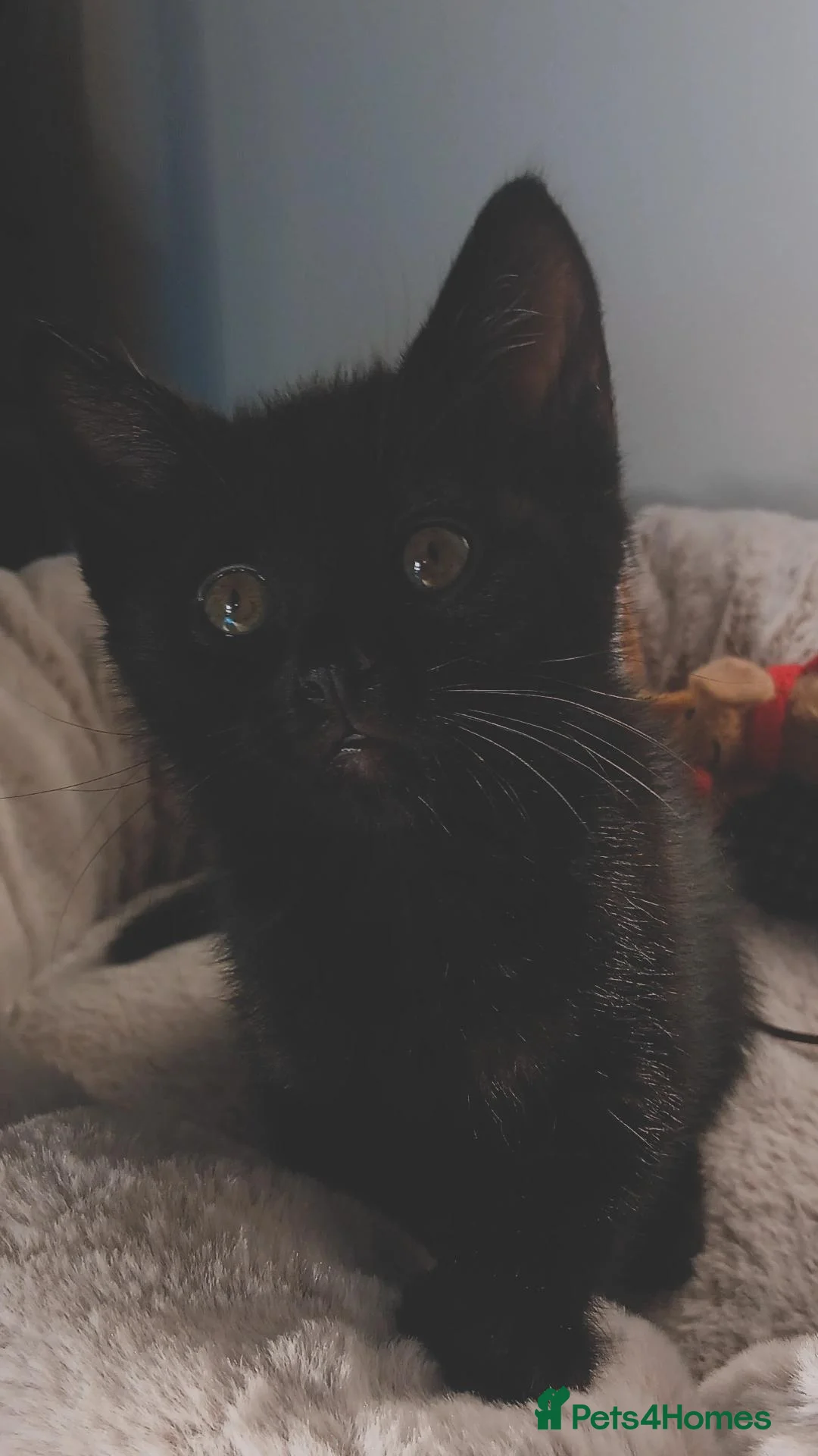 Mixed Breed cats for sale: Ready from 23rd Oct  - Advert 2