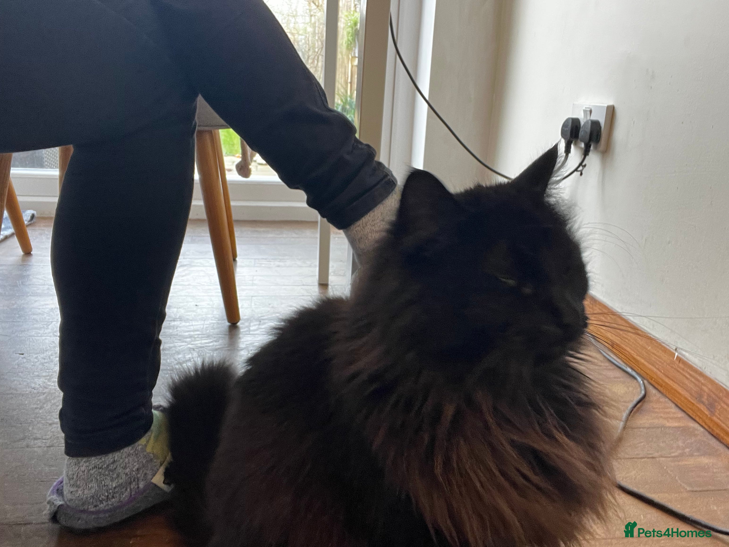 British Longhair cats British longhair cat - Advert 1