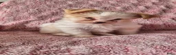Yorkshire Terrier dogs for sale: 2 gorgeous colourful Yorkshire Terrier girls - Advert 13