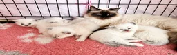 Ragdoll cats for sale: Gccf ragdoll babies - Advert 2