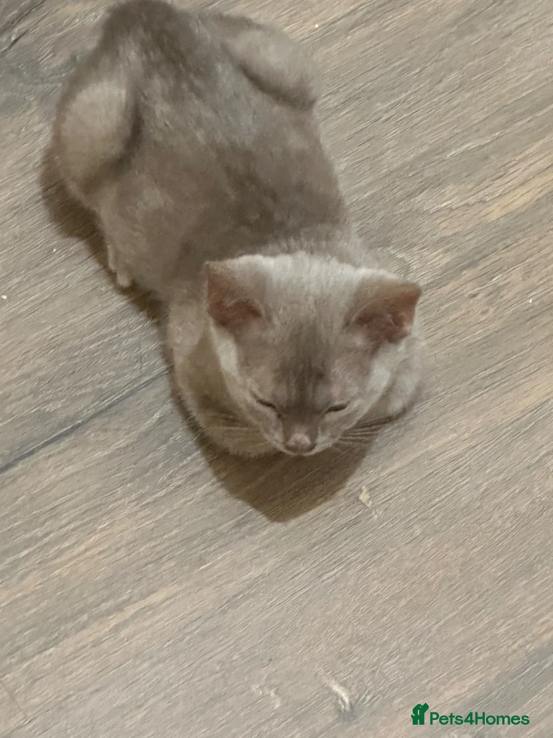 Bengal cats for sale: Stunning GCCF Registered Silver Blue Bengal Kitten - Advert 2