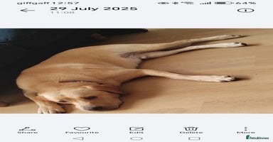 Labrador Retriever dogs - Advert 7