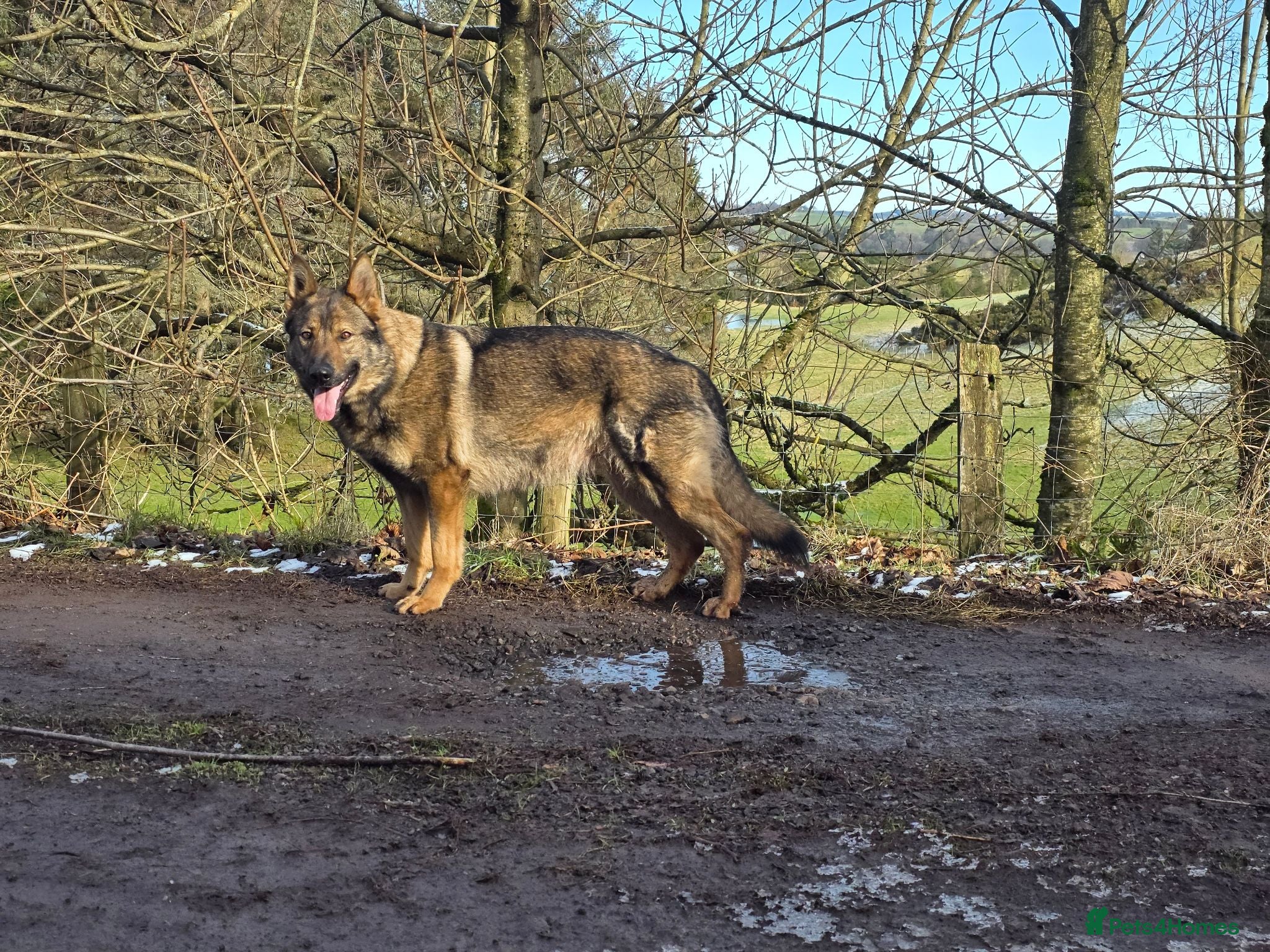 German Shepherd dogs ALPHA K9 - WORKING LINE GERMAN SHEPHERD - Advert 2