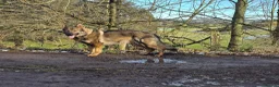 German Shepherd dogs for sale: ALPHA K9 - WORKING LINE GERMAN SHEPHERD - Advert 2