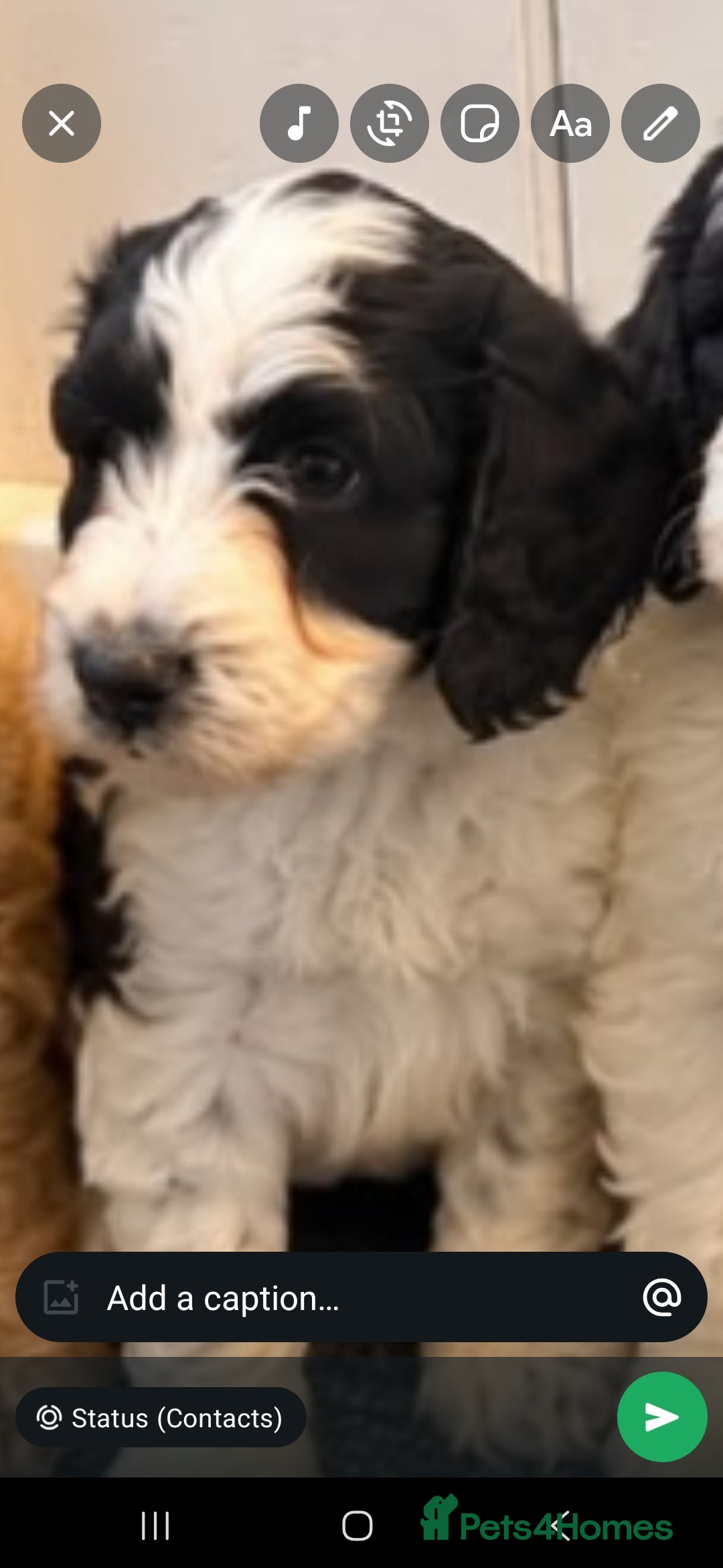 Cockapoo dogs Ready to leave. 7 beutiful cockerpoo's  - Advert 2