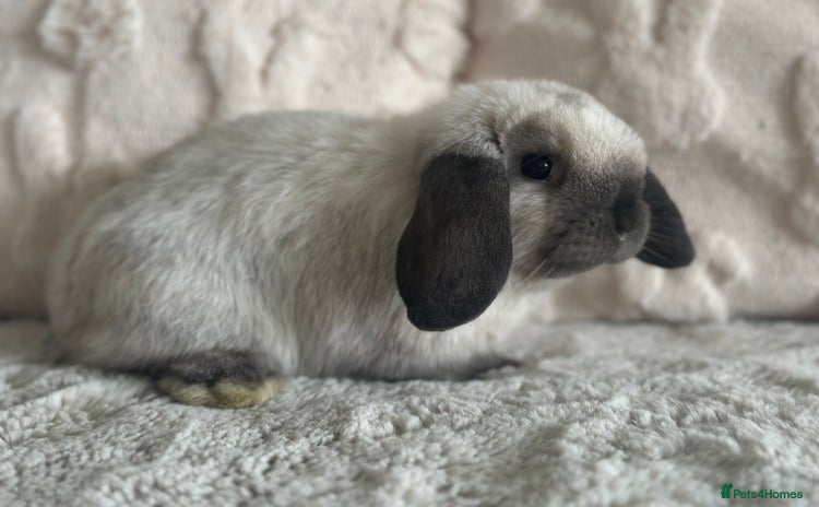 Mini Lop rabbits - Advert 4