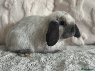 Mini Lop rabbits - Advert 3
