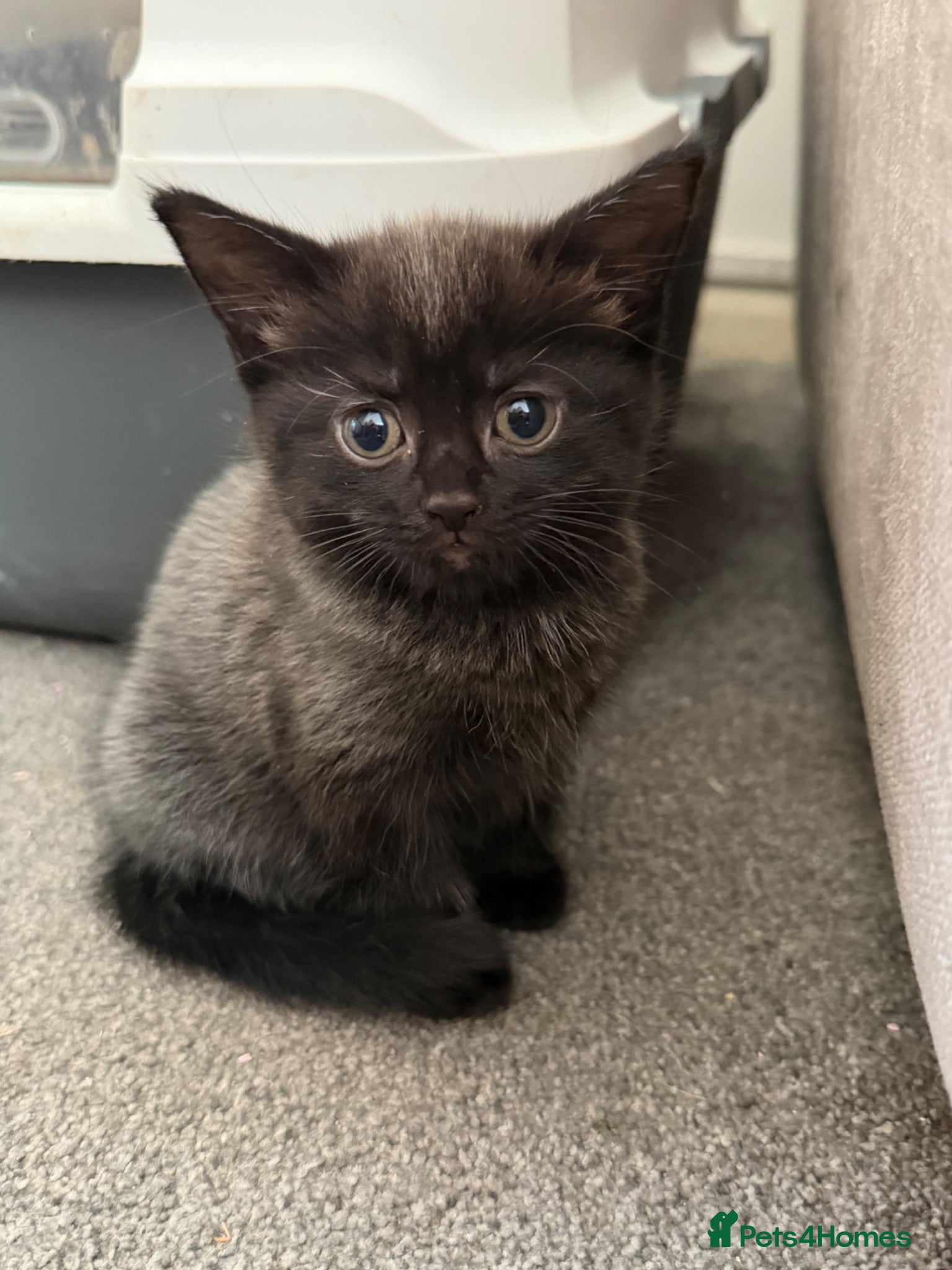Mixed Breed cats Stunning grey part maincoon girl avaliable!  - Advert 16