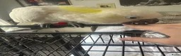 Cockatoo birds for sale: Sulpher crested cockatoo SILLY TAME in Rochdale - Advert 6