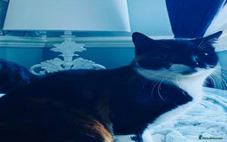 British Shorthair cats for sale: Beautiful 3year old Poppy looking for a New Home  - Image 4