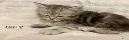 Persian cats for sale: 3 Stunning Kittens  - Advert 9