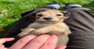 Miniature Dachshund dogs - Advert 16