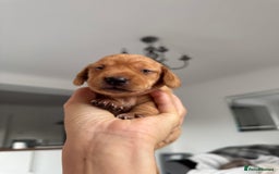 Miniature Dachshund dogs for sale: Beautiful miniature dachunds smooth/long coat - Image 16