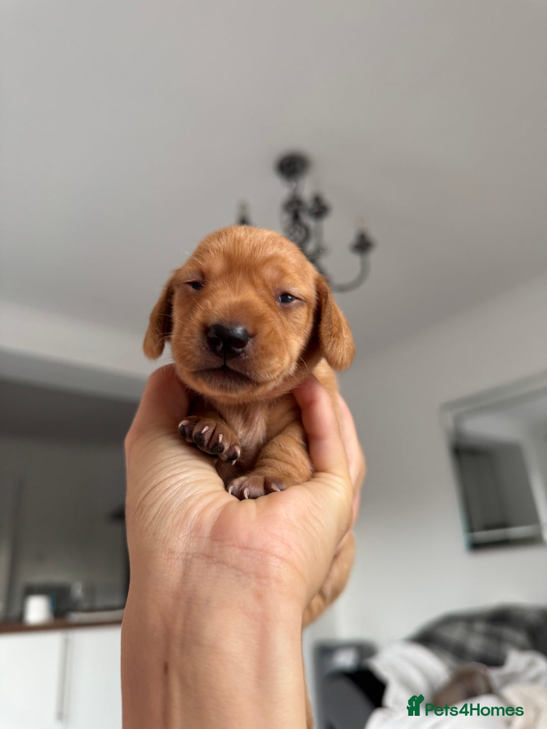 Miniature Dachshund dogs for sale: Beautiful miniature dachunds smooth/long coat - Image 16