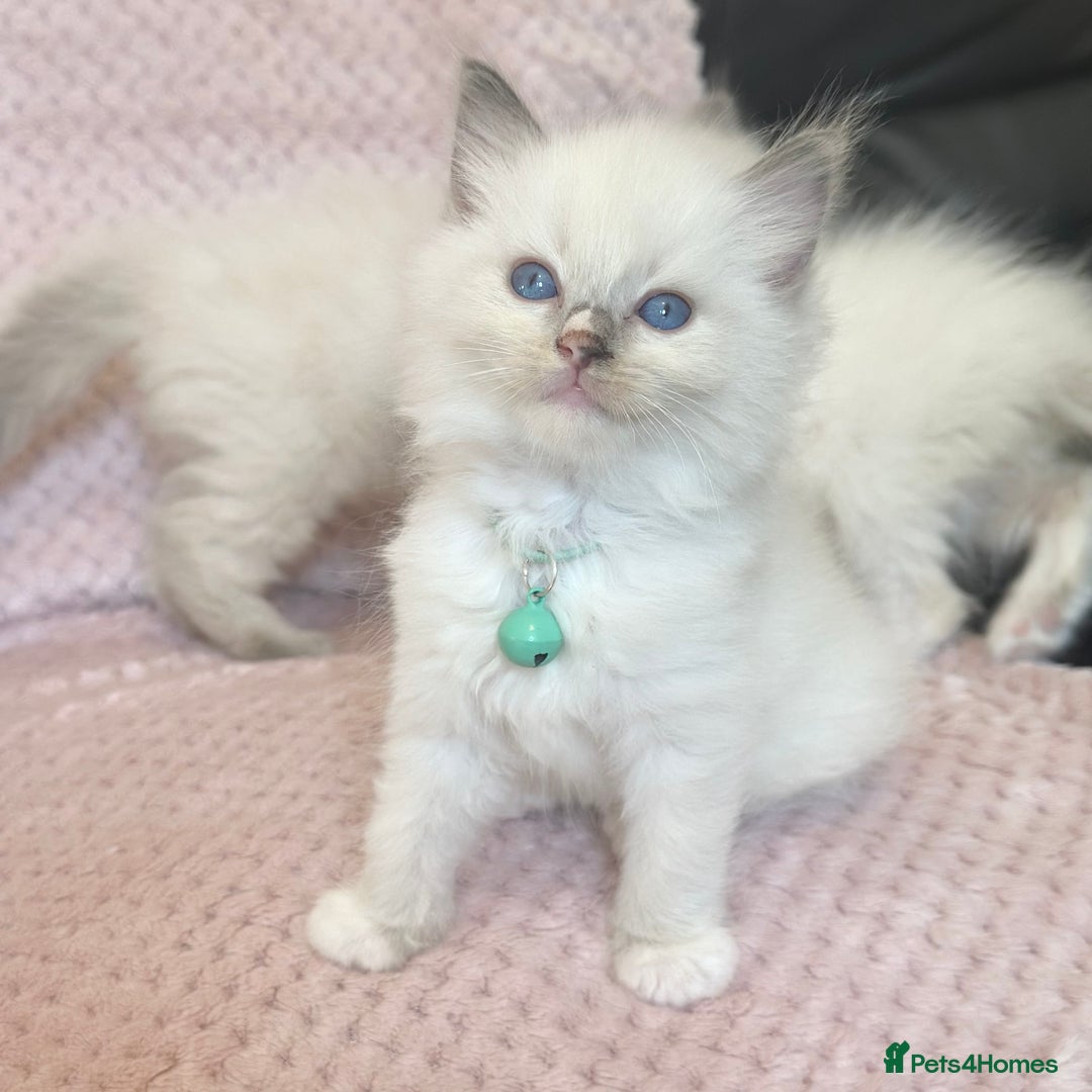 Ragdoll cats for sale: Affectionate, Cuddly, Playful Kittens - Image 6