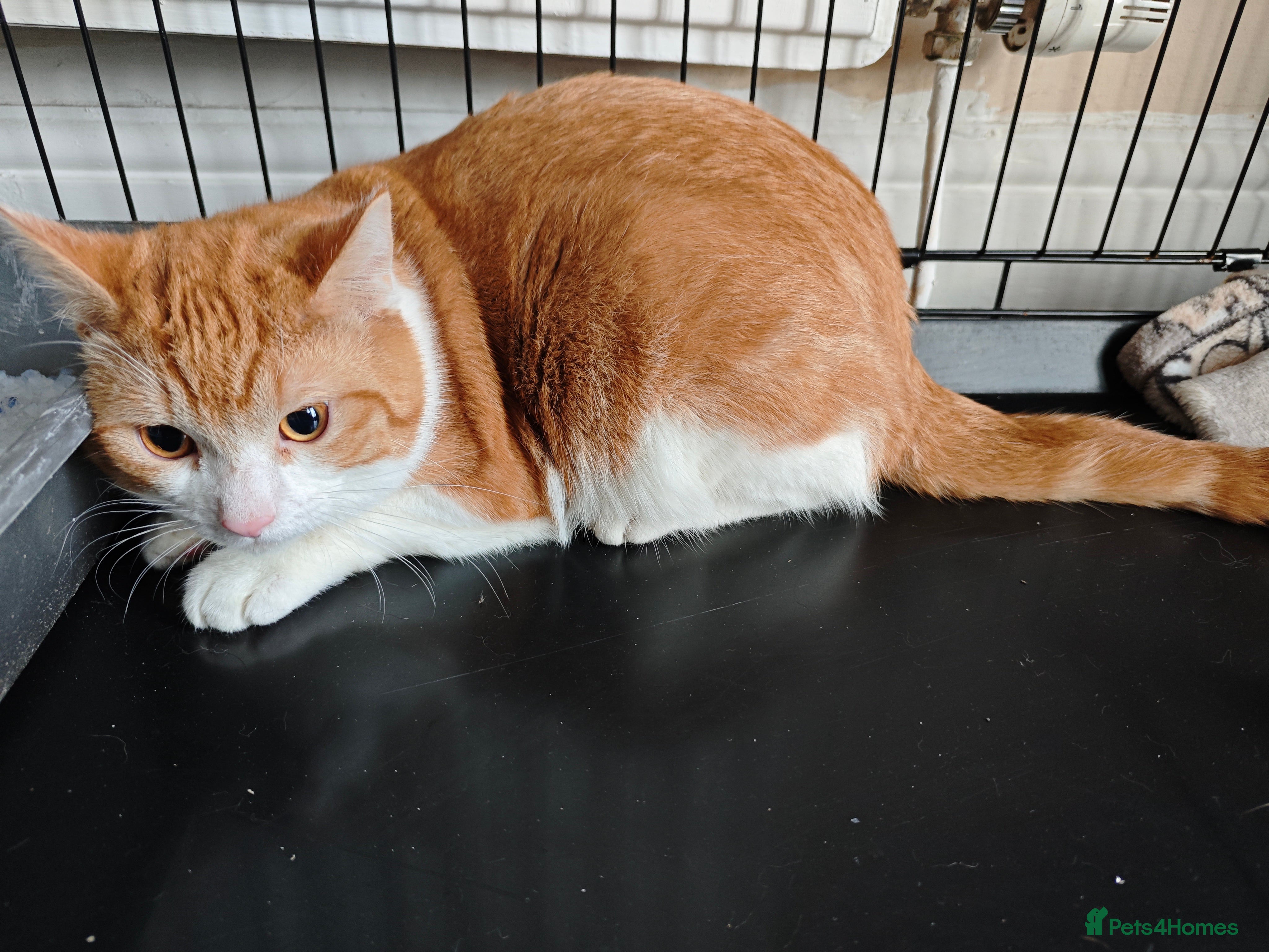 Domestic Shorthair cats male tabby  - Advert 17