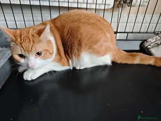 Domestic Shorthair cats male tabby - Advert 17