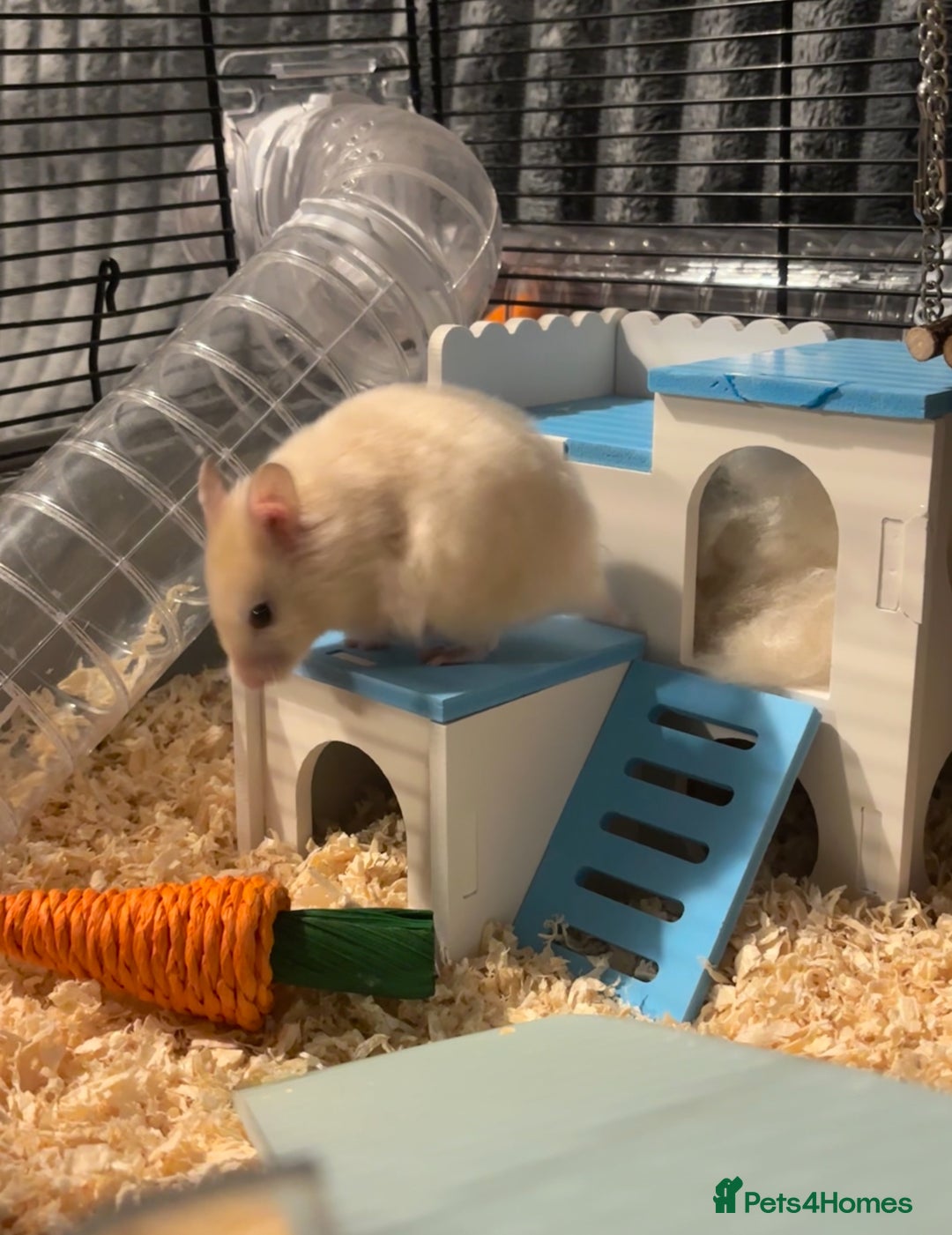 Hamster rodents for sale: Hamster & Full set up - Advert 5