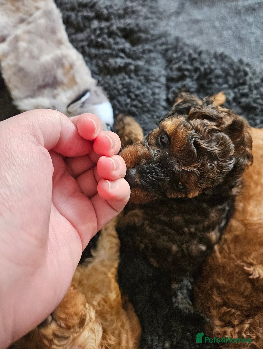 Miniature Poodle dogs for sale: Beautiful Health Tested Poodles - Advert 13