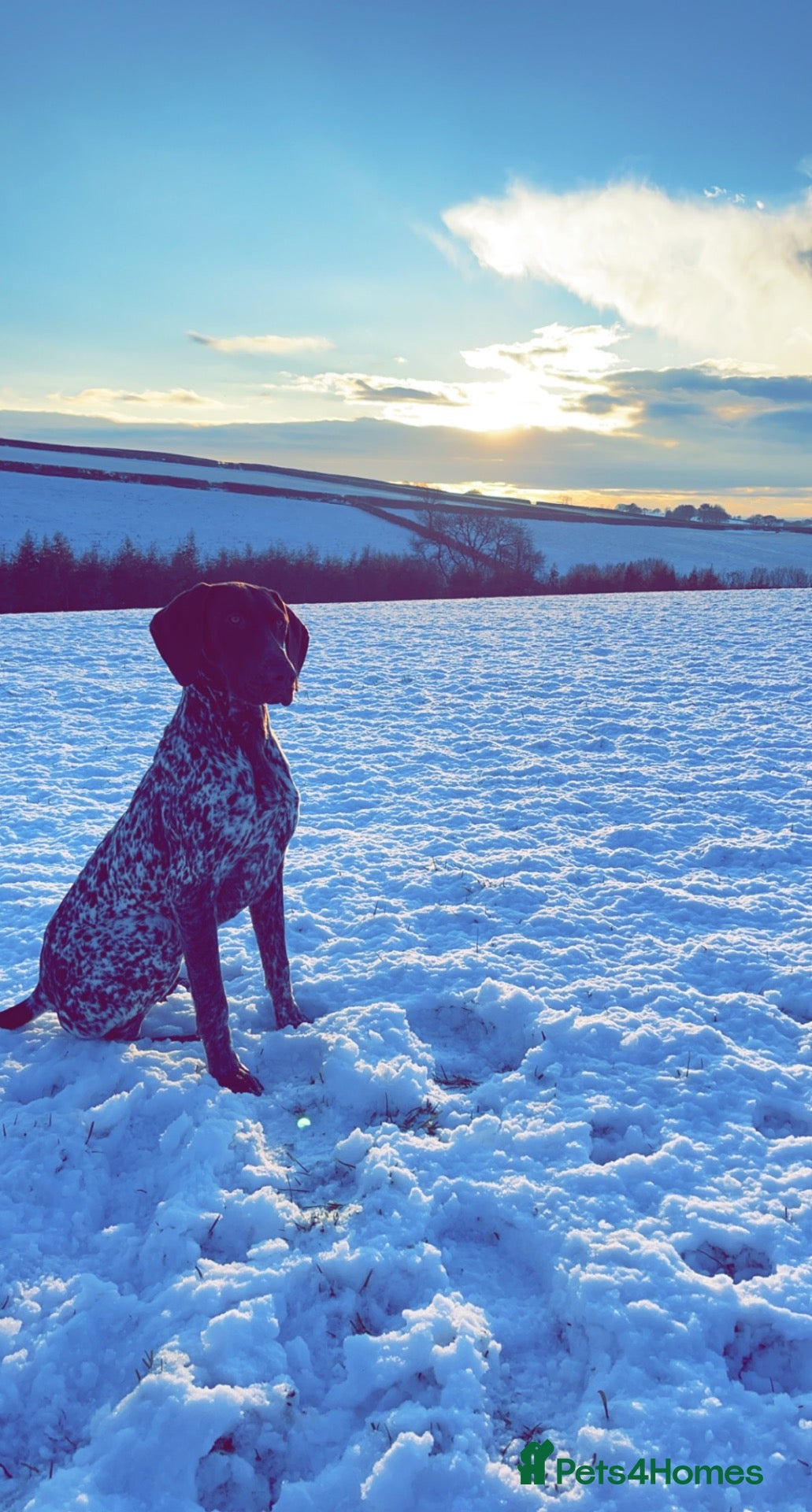 German Shorthaired Pointer dogs KC Registered GSP Part Trained Gundog - Advert 7