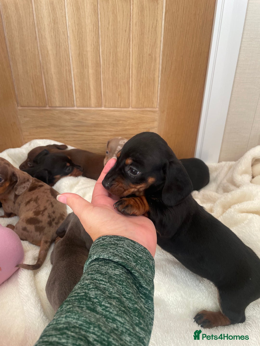 Miniature Dachshund dogs for sale: Miniature dachshunds ✨ - Image 10
