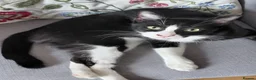 Mixed Breed cats for adoption: Two Cats for Indoor Adoption Together in Bridgend - Advert 11