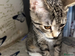 Exotic cats Linda - Advert 2